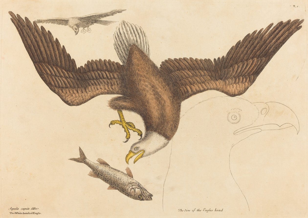 De Amerikaanse zeearend (Falco leucocephalus) door Mark Catesby
