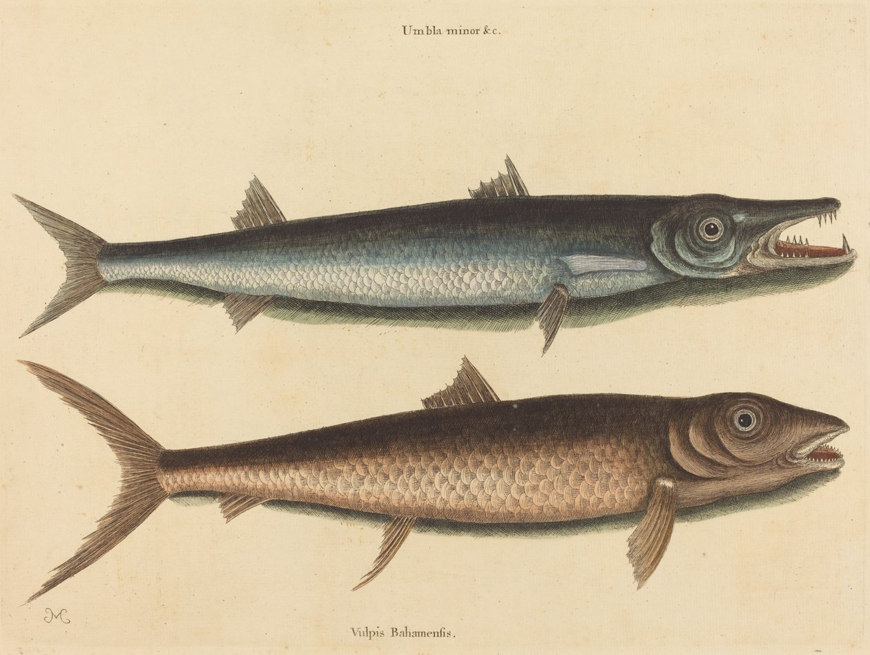 De Barracuda door Mark Catesby