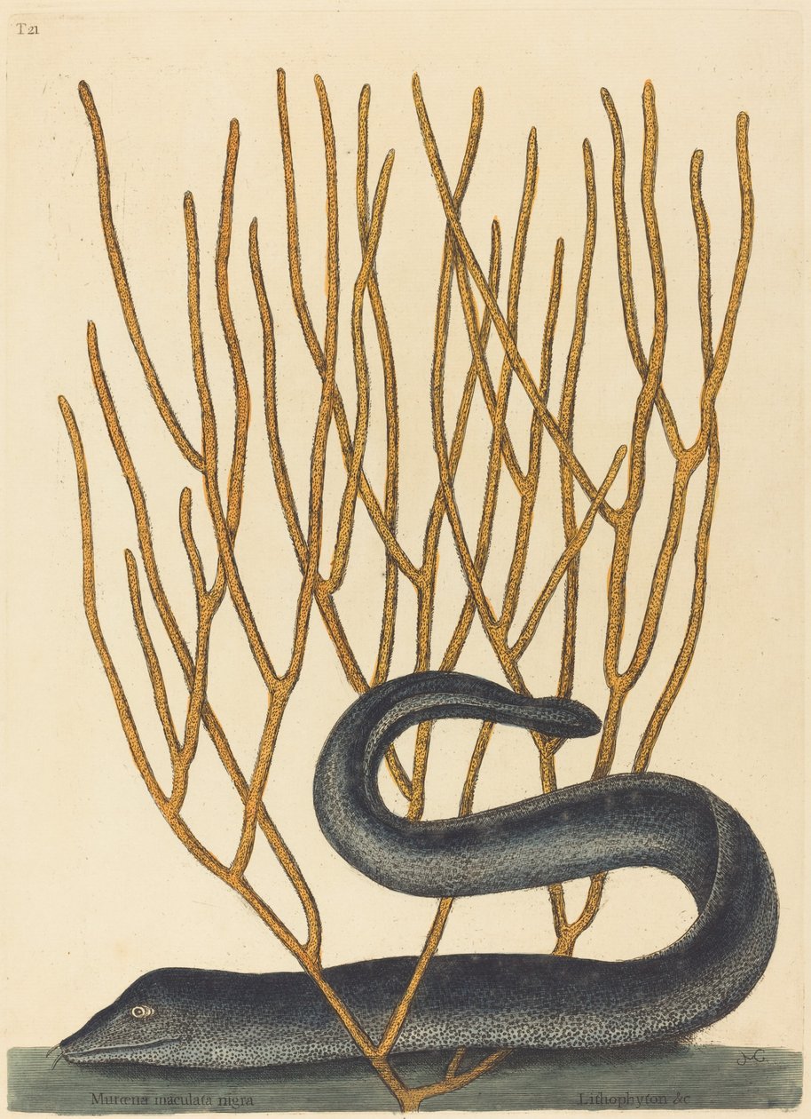 De Zwarte Muray door Mark Catesby