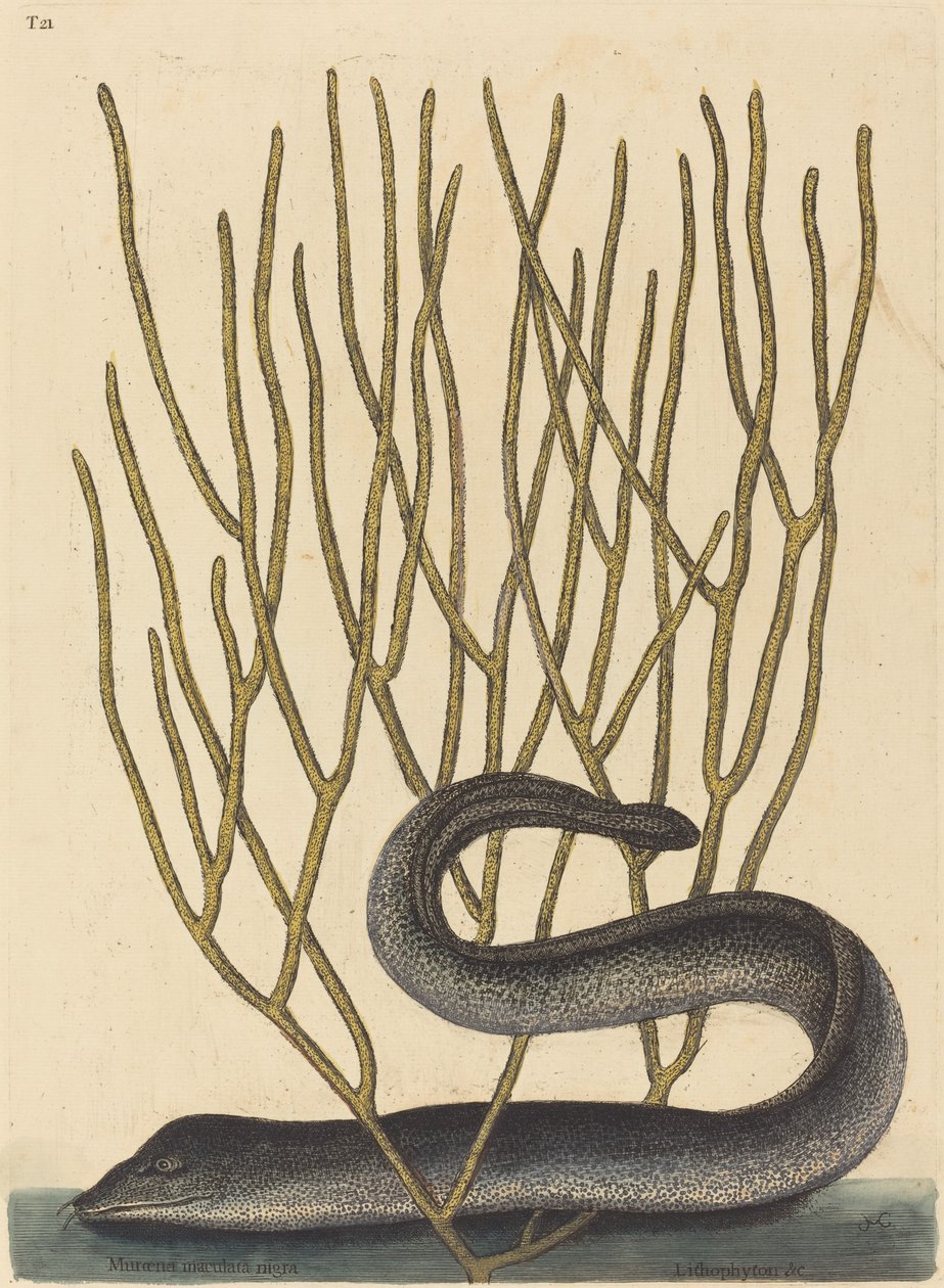 De Zwarte Muray (Muraenae helenae varietas) door Mark Catesby