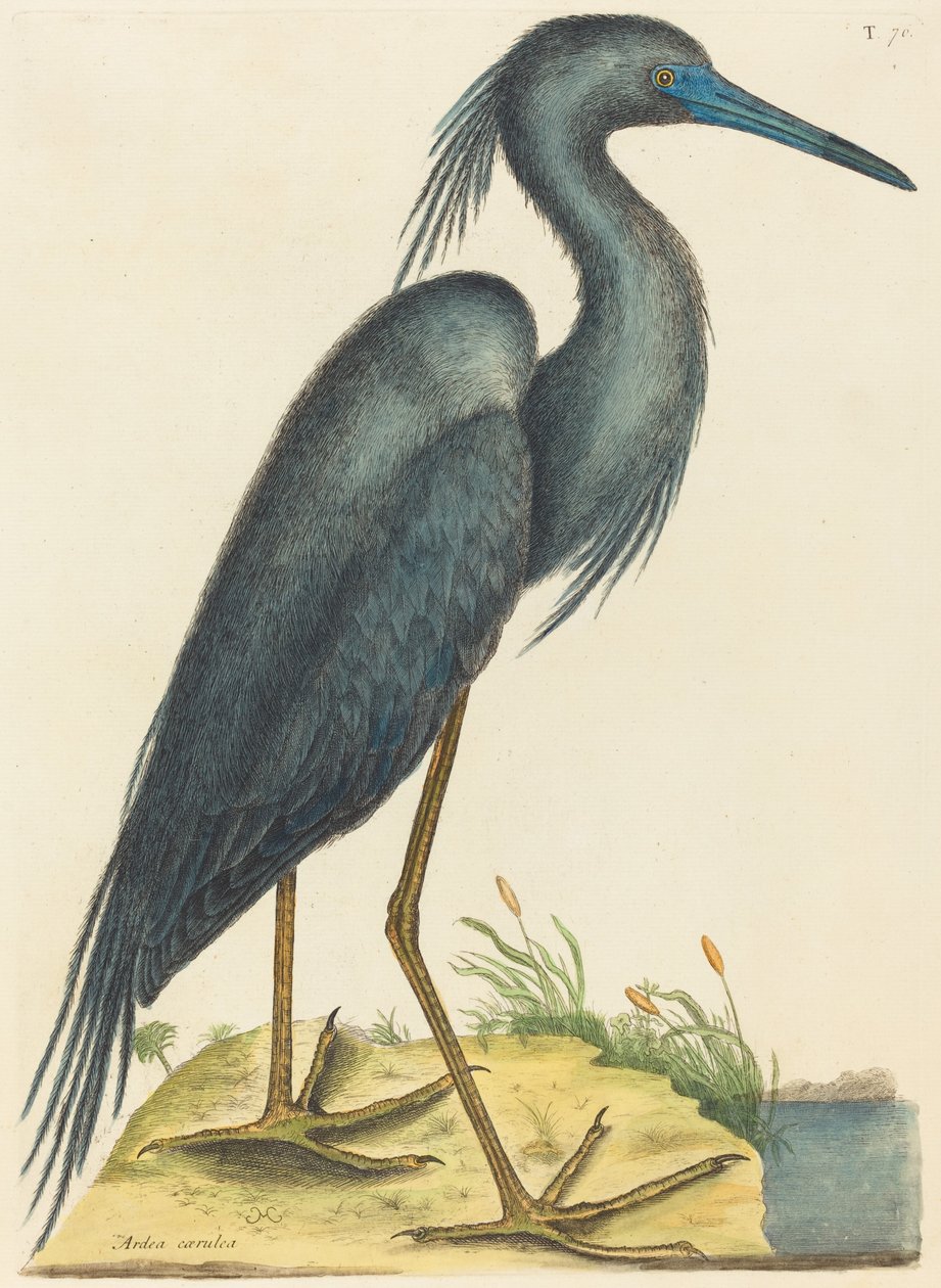 De blauwe reiger (Ardea coerulea) door Mark Catesby
