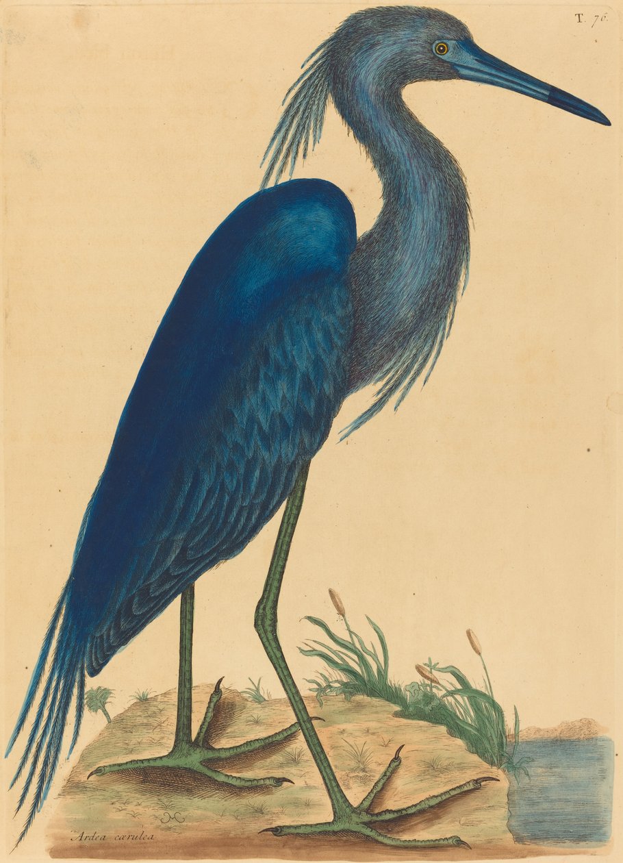De blauwe reiger Ardea coerulea, gepubliceerd 1731-1743 door Mark Catesby