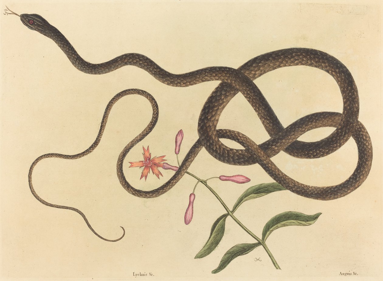 De Koetszweepslang (Coluber flagellum) door Mark Catesby