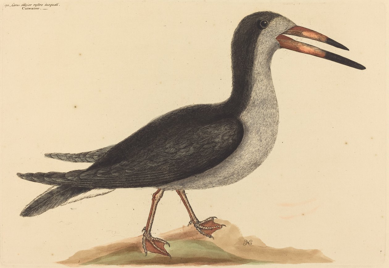 De Schaarbek (Rhynchops nigra) door Mark Catesby