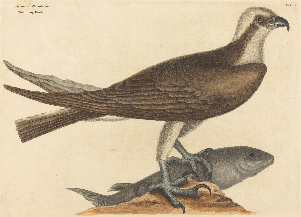 De visserhavik (Falco haliaetus) door Mark Catesby