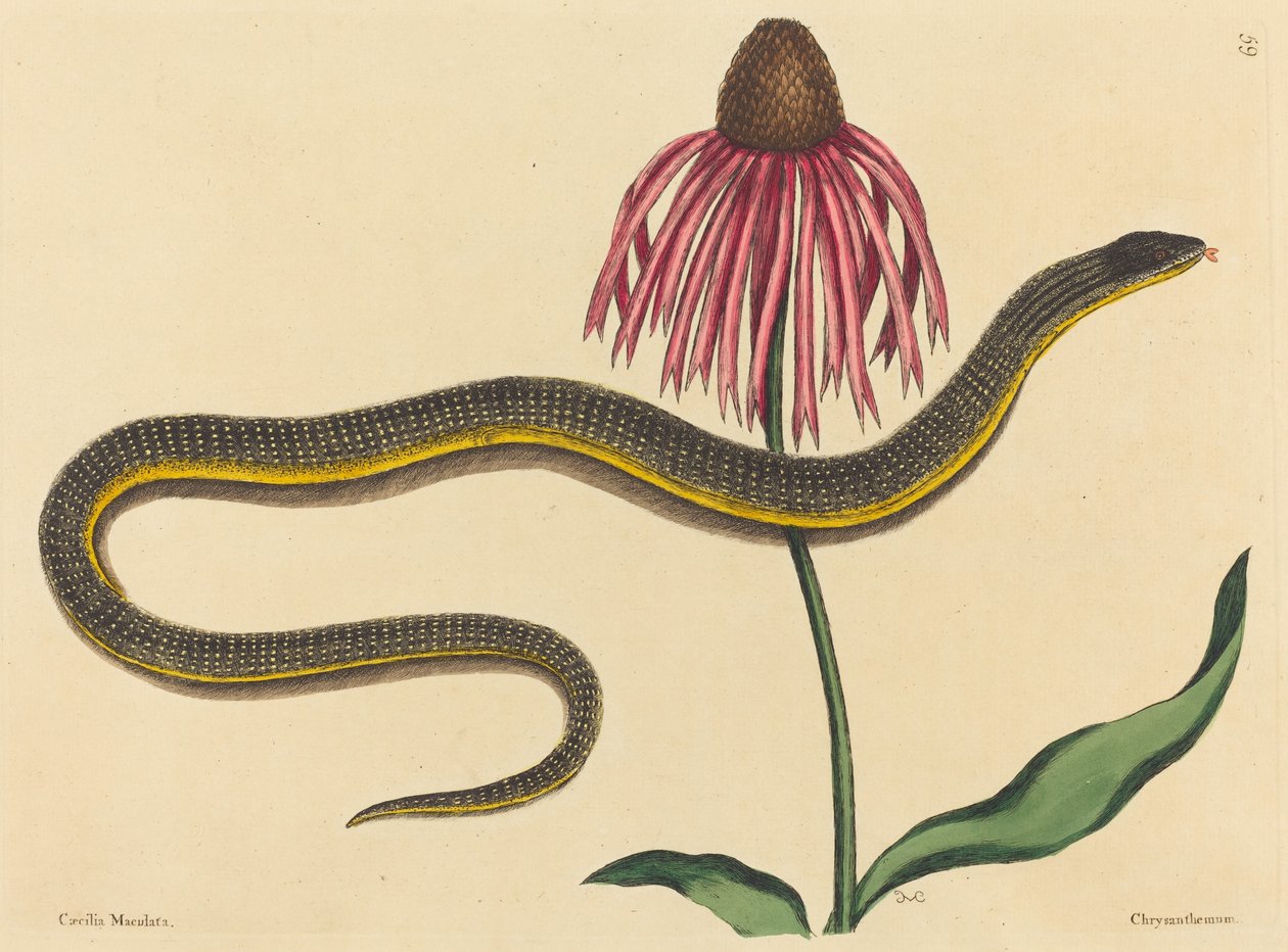 De Glazen Slang Anguis ventralis, gepubliceerd 1731-1743 door Mark Catesby