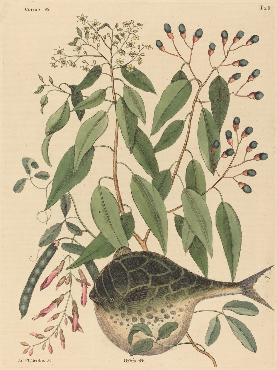 De kogelvis Tetrodon lagocephalus, gepubliceerd 1731-1743 door Mark Catesby
