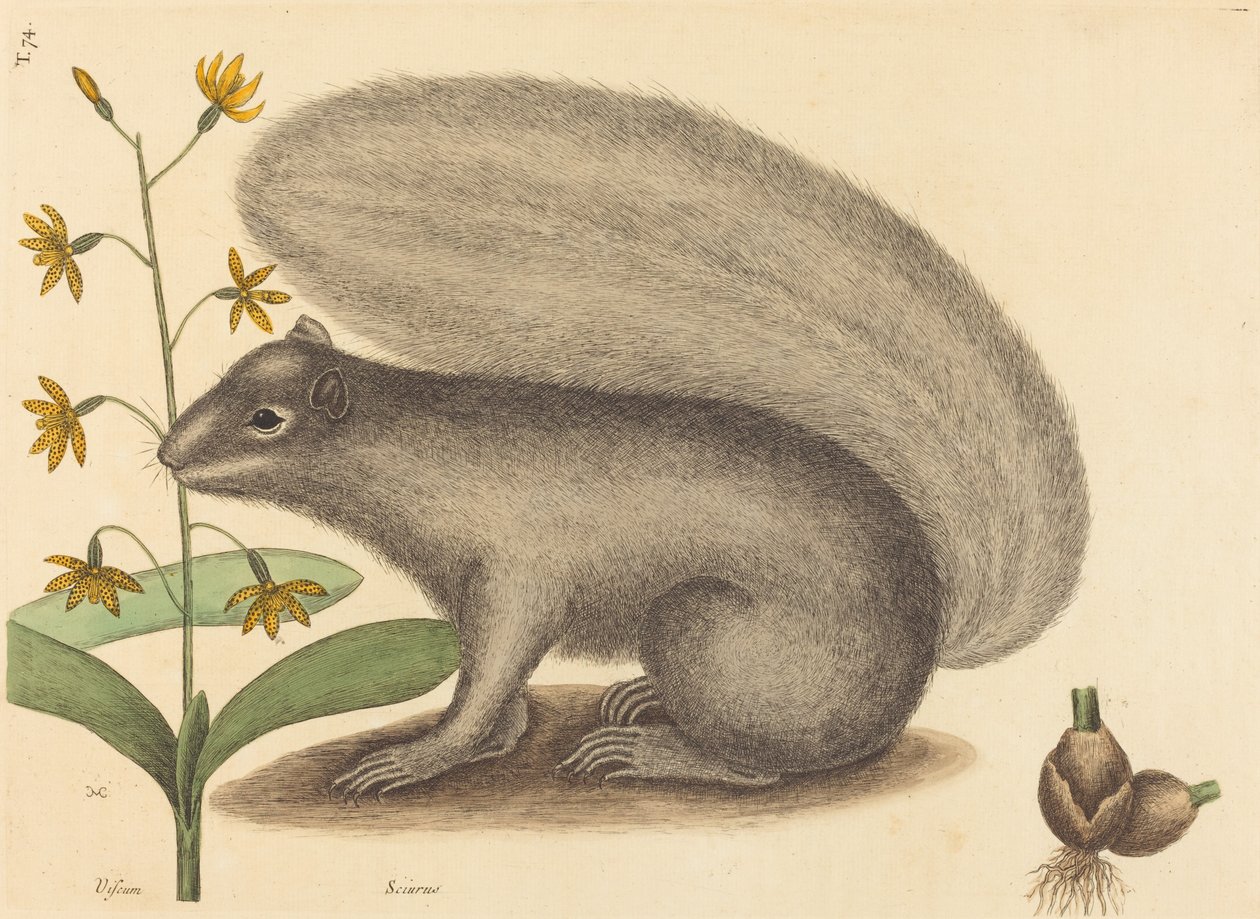 De Grijze Vosseneekhoorn (Sciurus cinereus) door Mark Catesby