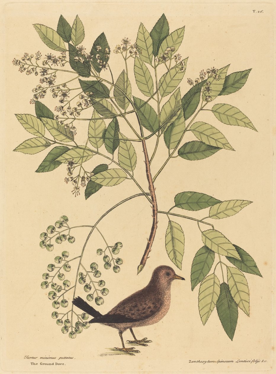 De Grondduif Columba passerina, gepubliceerd 1731-1743 door Mark Catesby