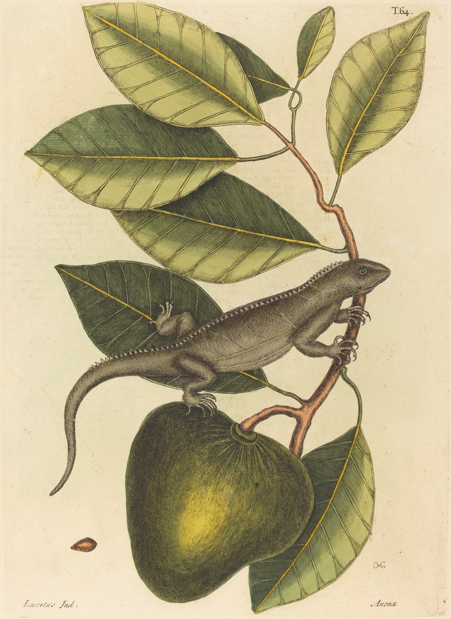De Guana Lacerta Iguana, gepubliceerd 1731-1743 door Mark Catesby