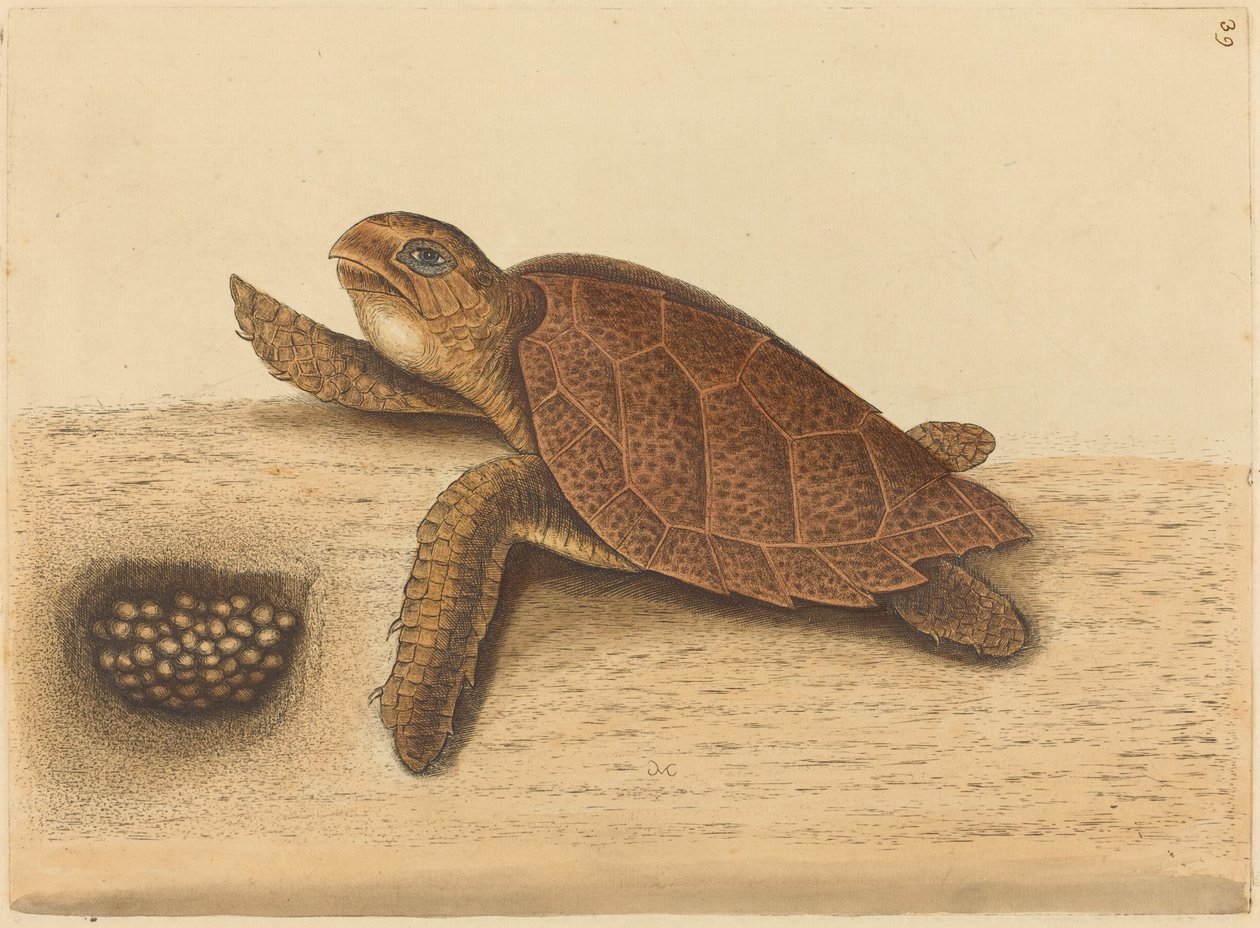 De karetschildpad (Testudo caretta) door Mark Catesby