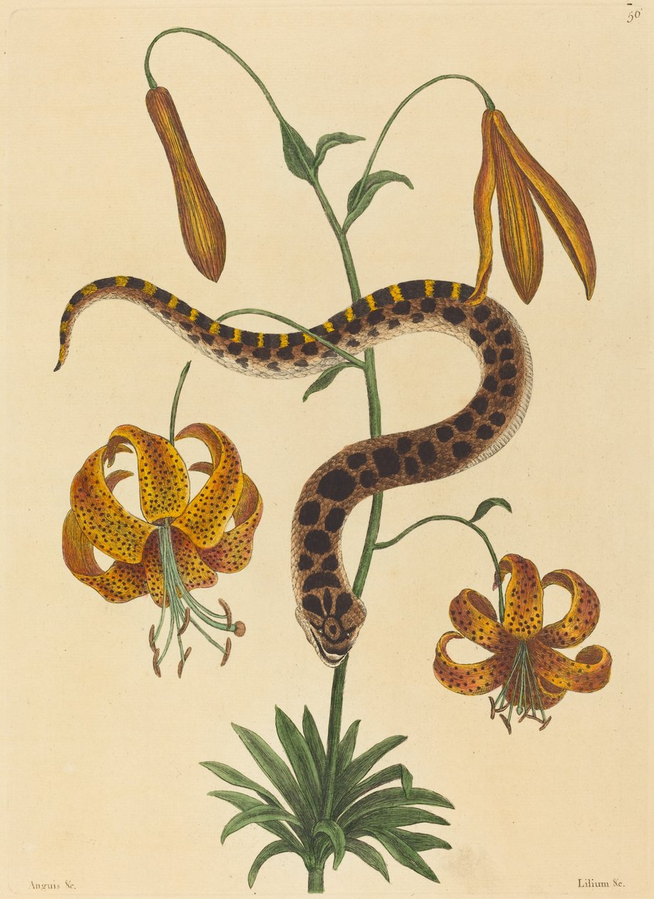 De varkensneusslang door Mark Catesby