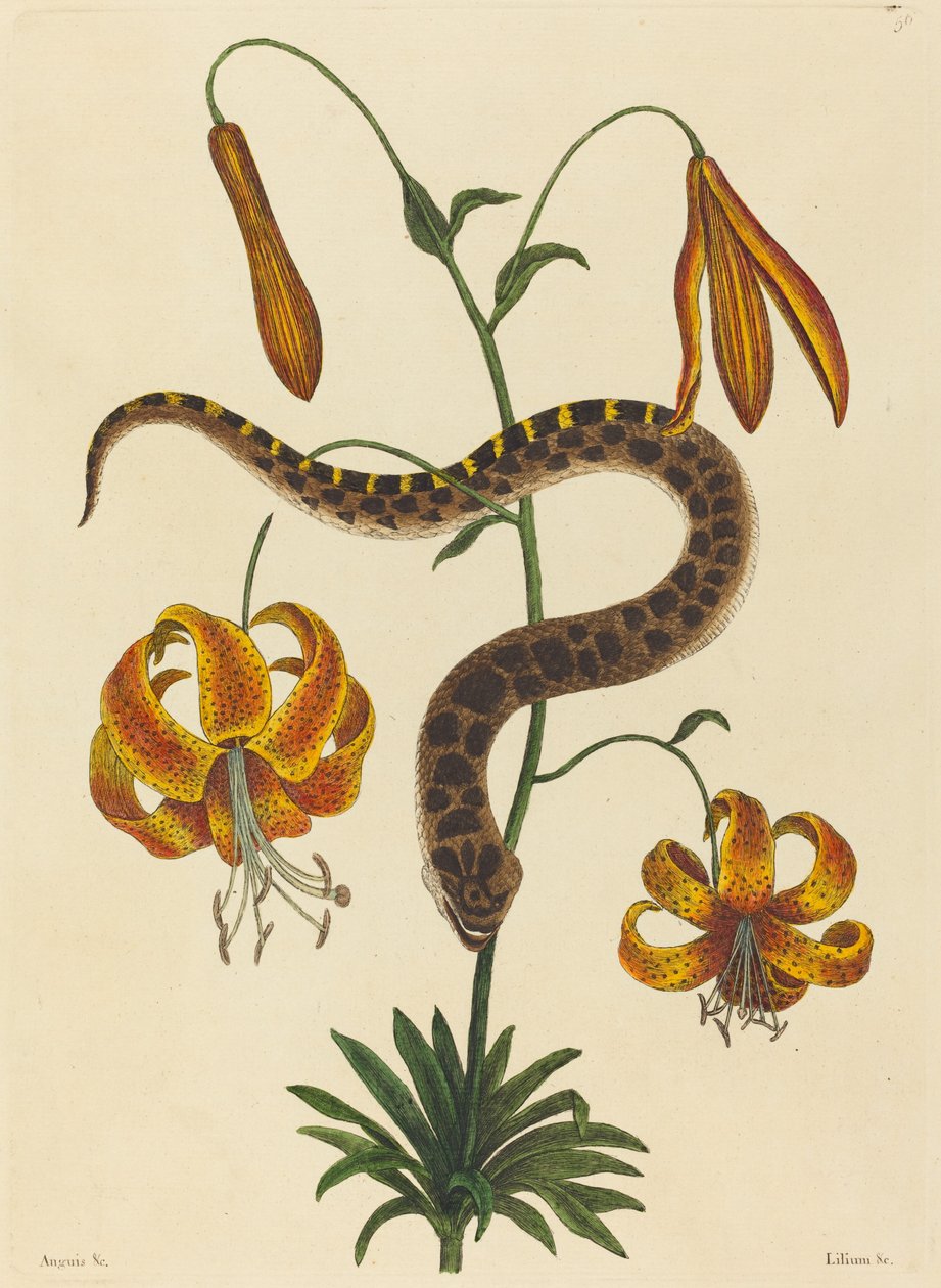 De varkensneusslang (Boa contortrix) door Mark Catesby