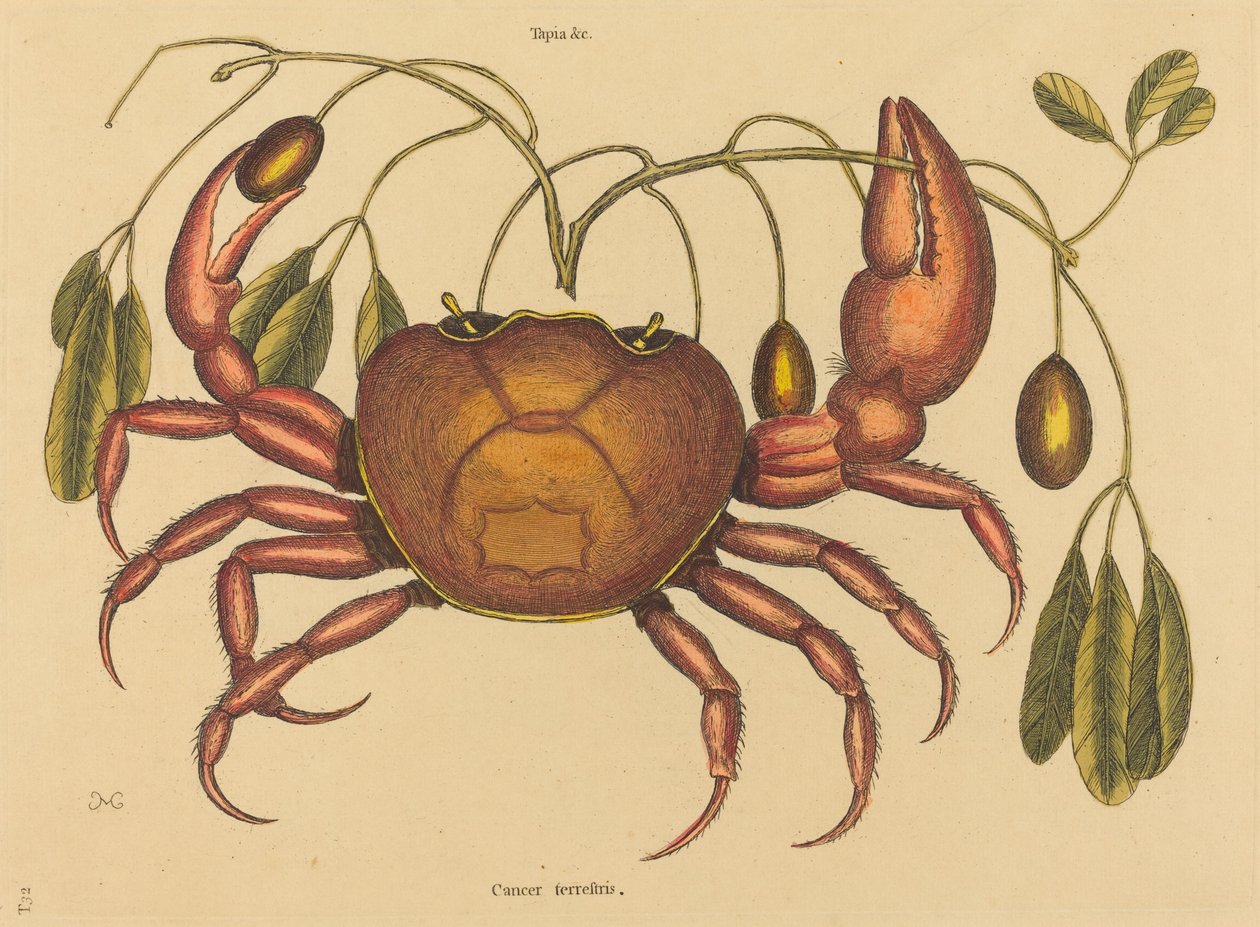 De landkrab Cancer ruricola, gepubliceerd 1731-1743 door Mark Catesby