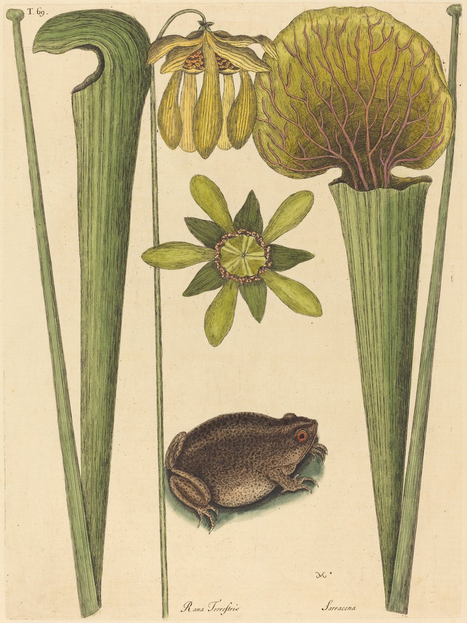 De landkikker (Rana) door Mark Catesby