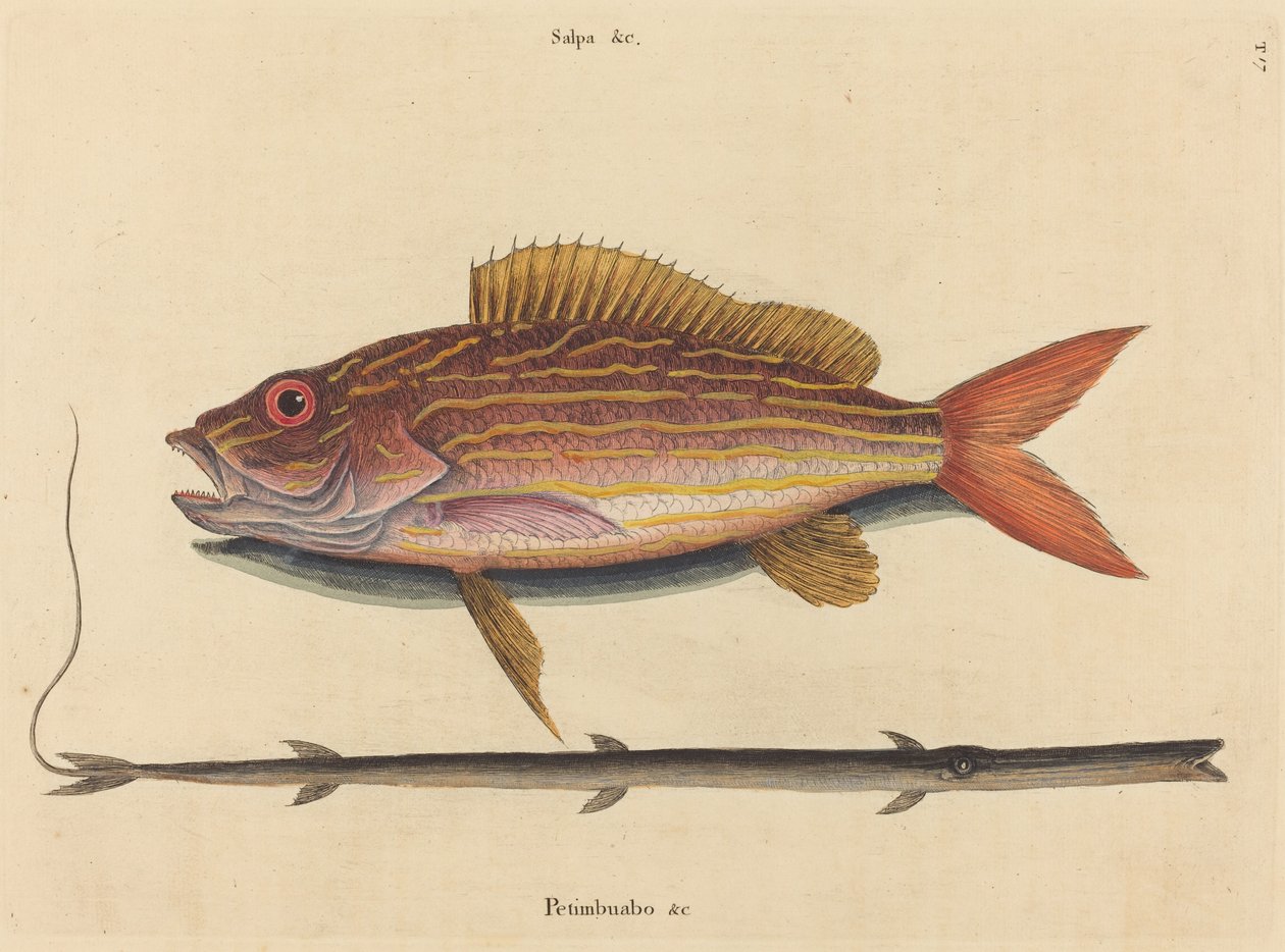 De Lane-snapper (Sparus synagris) door Mark Catesby