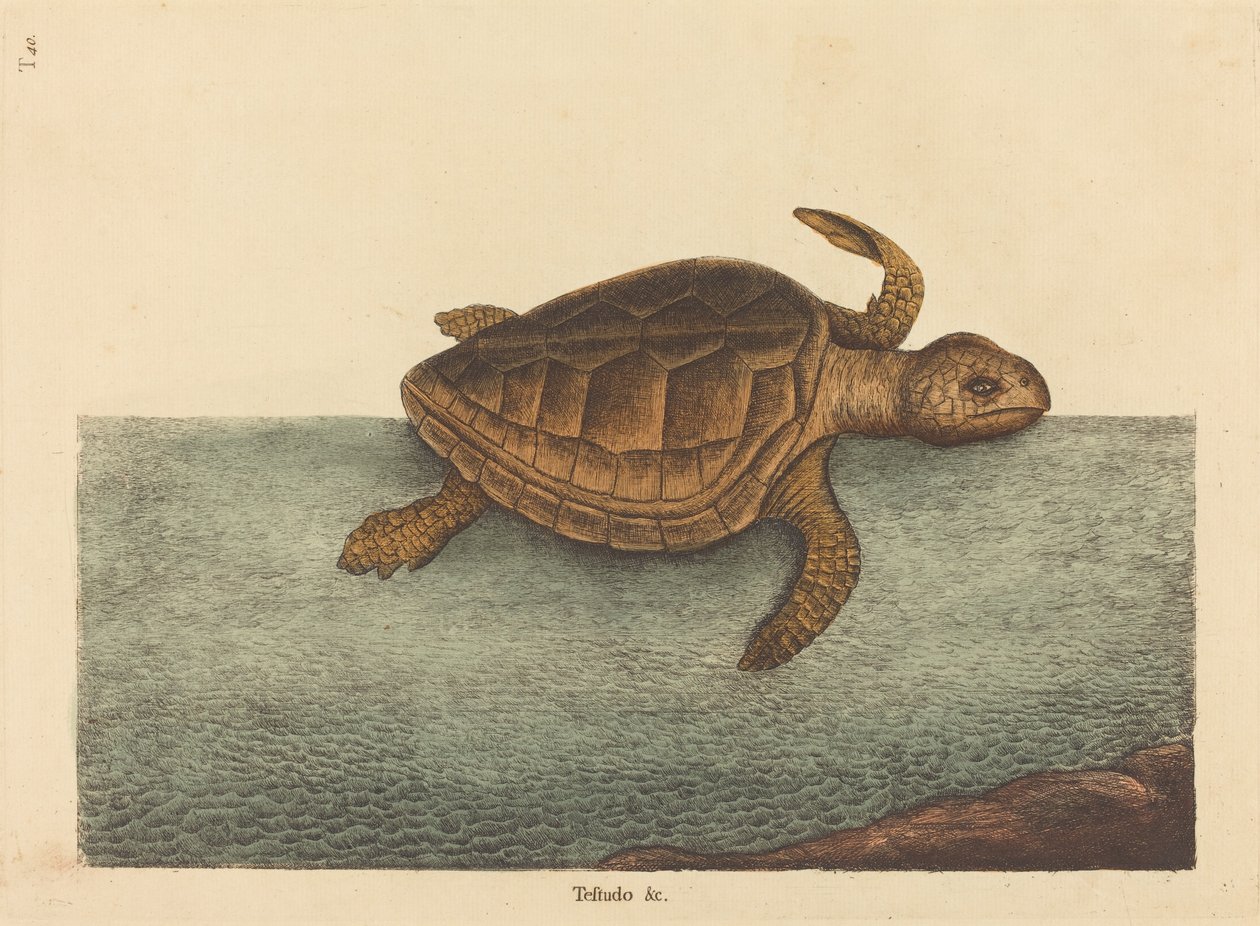 De Loggerhead Schildpad (Testudo Cavanna) door Mark Catesby
