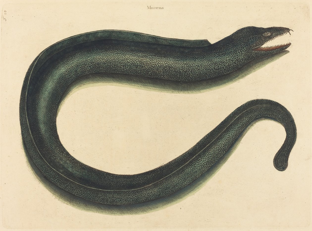 De Murene door Mark Catesby