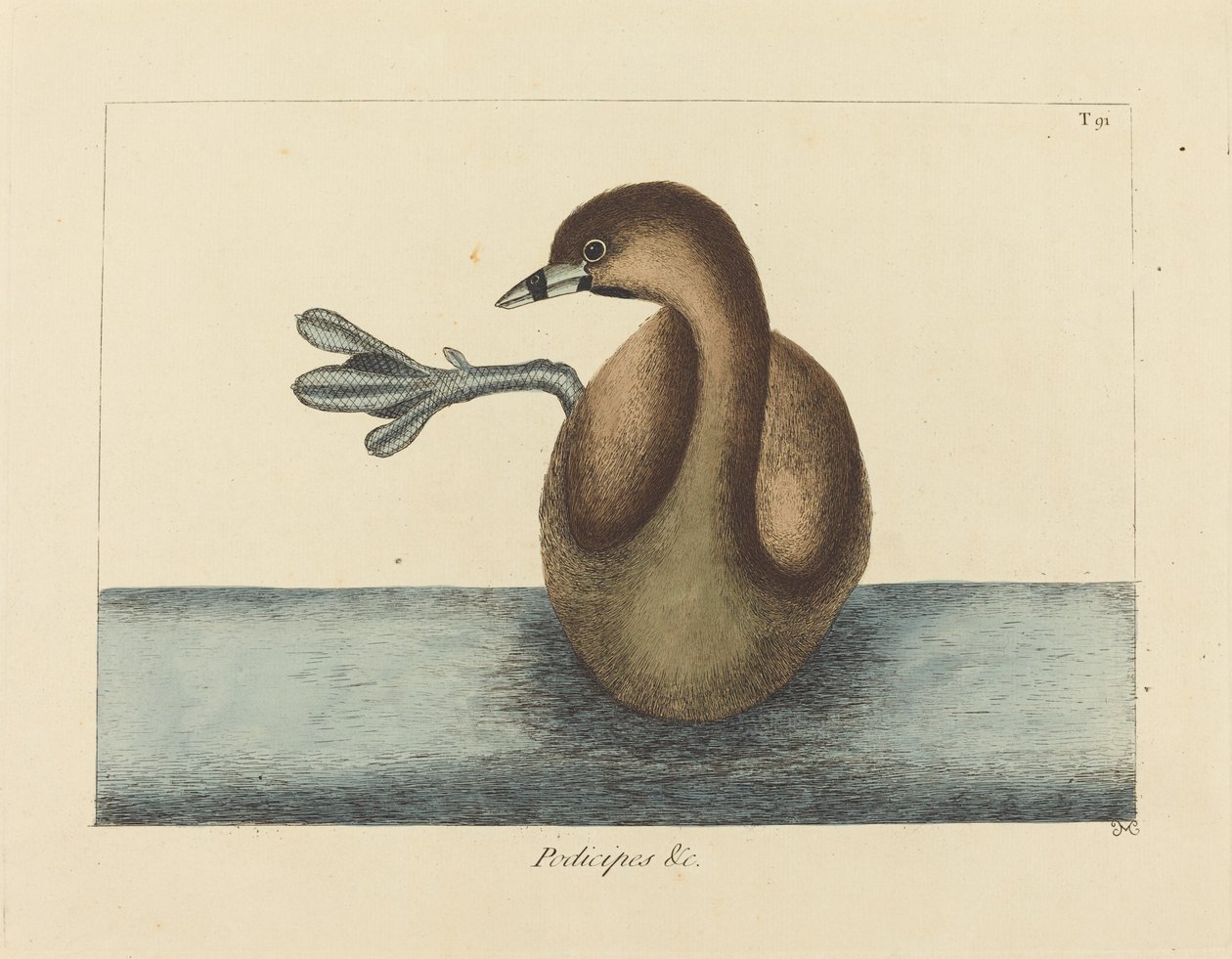 De Dikbekfuut (Colymbus podiceps) door Mark Catesby