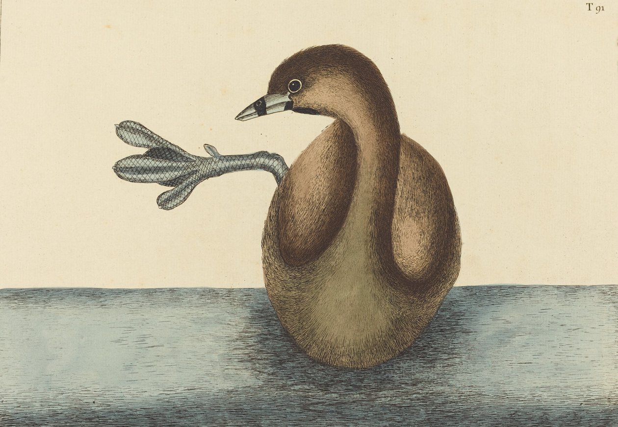 De Dikbekfuut Colymbus podiceps, gepubliceerd 1731-1743 door Mark Catesby
