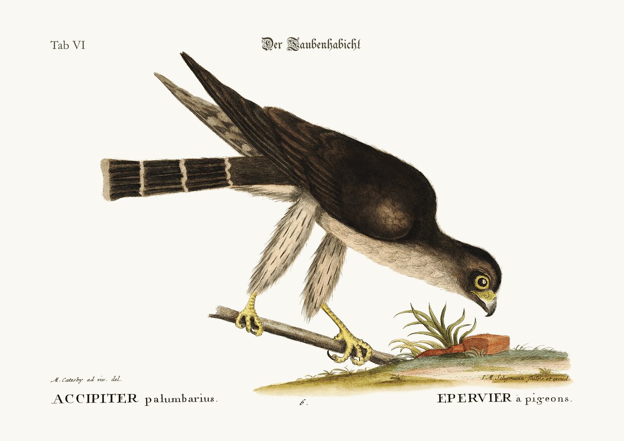 De duifvalk, 1749-73 door Mark Catesby