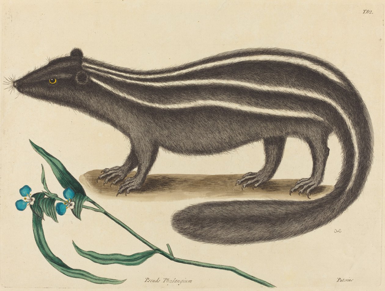 De bunzing (Viverra putorius) door Mark Catesby