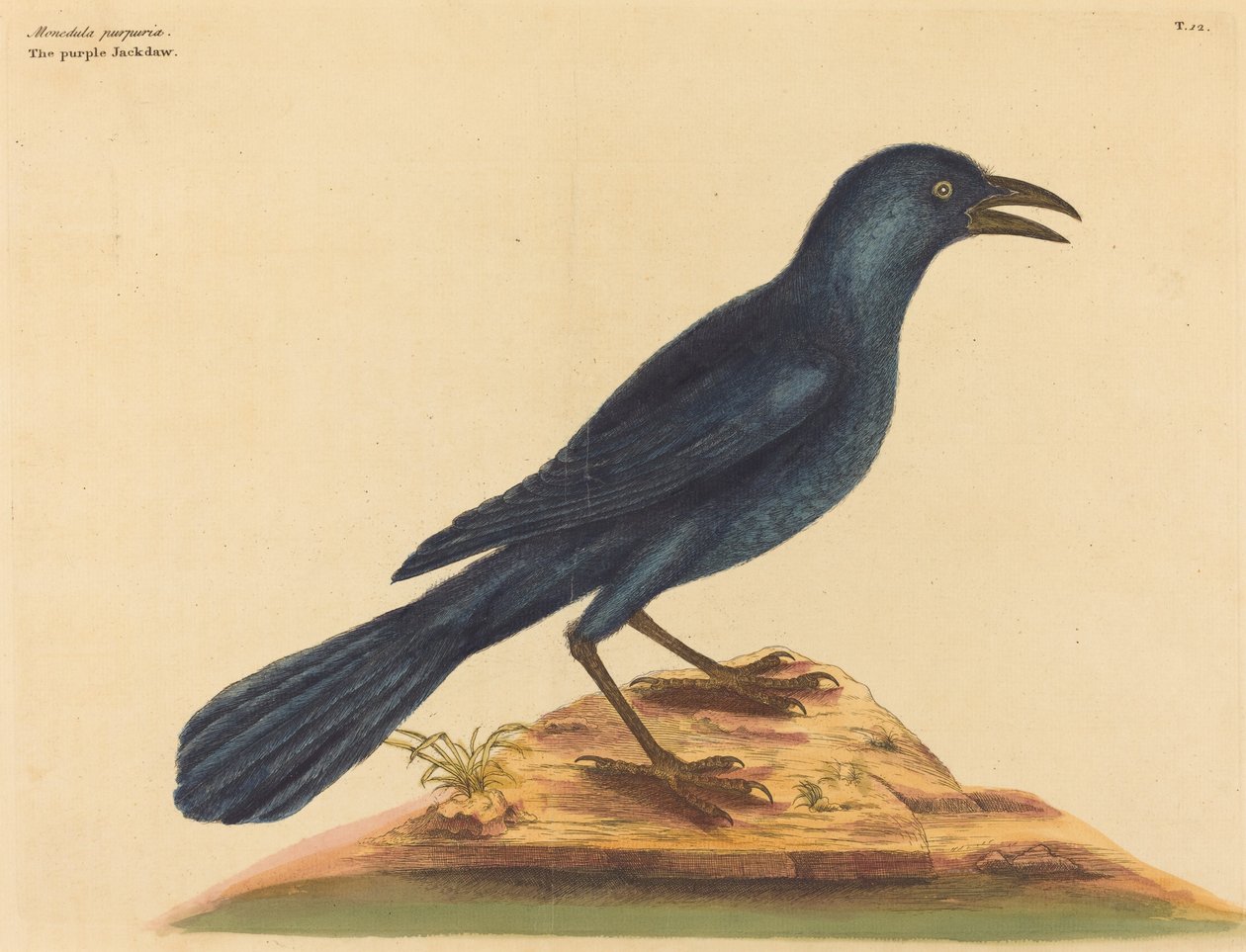 De Paarse Kauw (Gracula Quiscula) door Mark Catesby