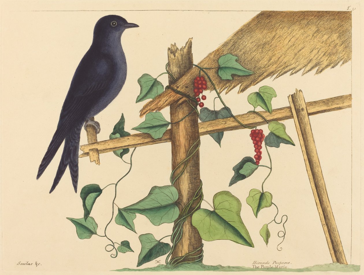 De Paarse Martin (Hirundo purpurea) door Mark Catesby