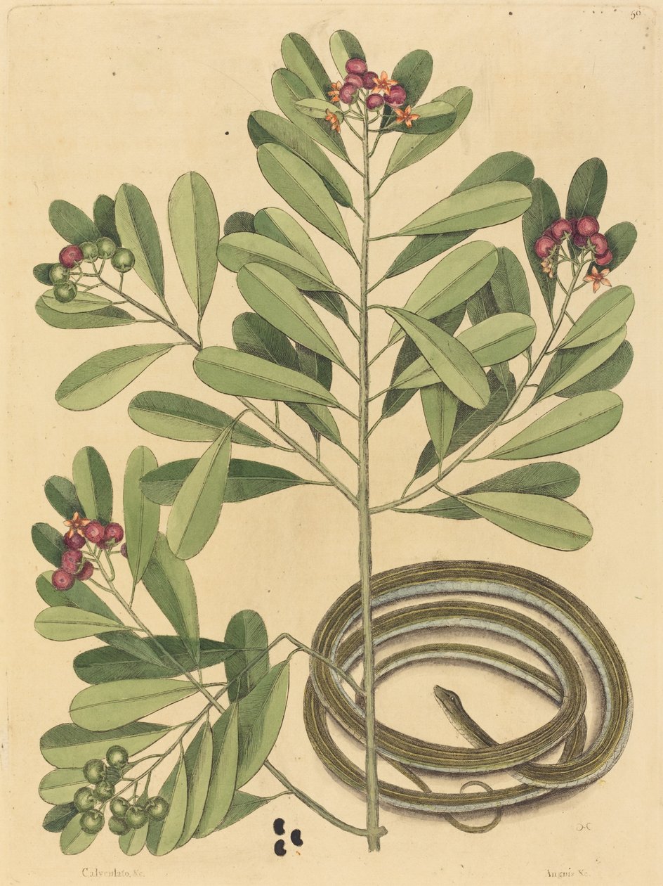 De lintslang (Coluber saurita) door Mark Catesby