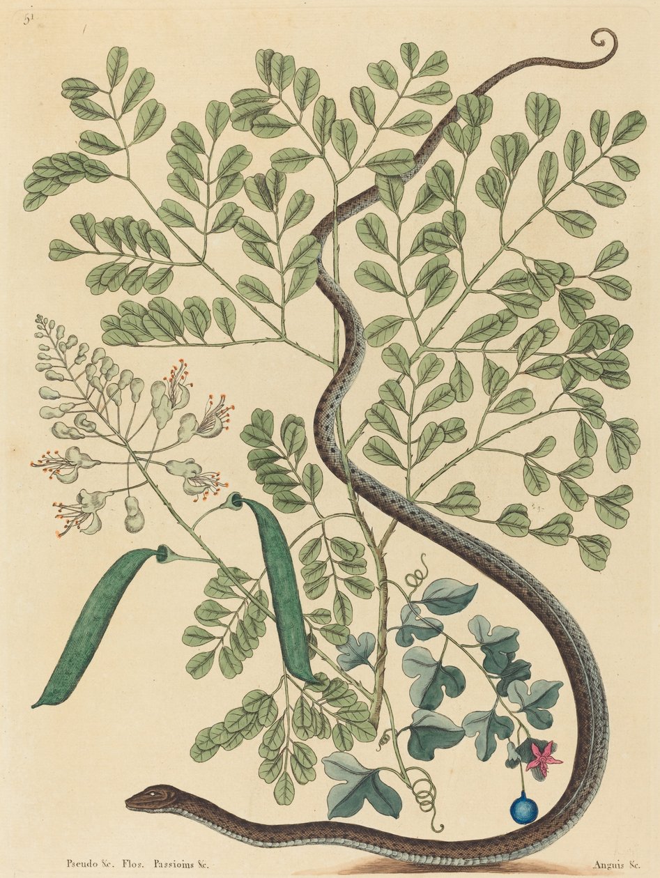 De gevlekte lintslang (Coluber nebulosus?) door Mark Catesby