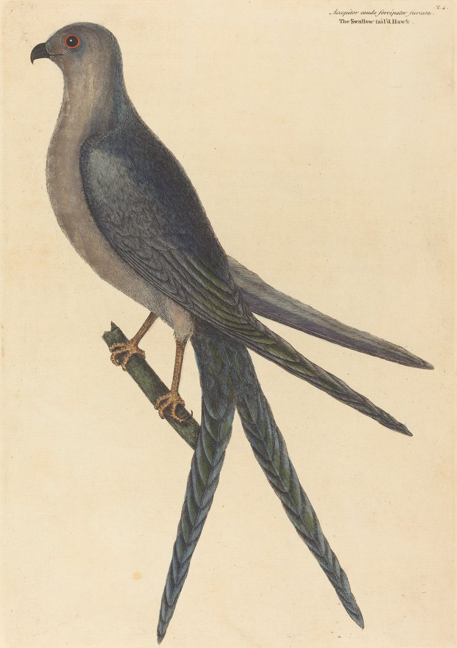 De Zwaluwstaart Havik (Falco furcatus) door Mark Catesby