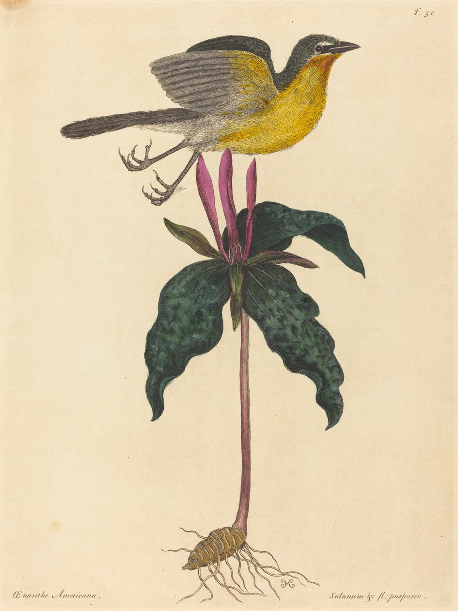 De Geelborstzanger door Mark Catesby