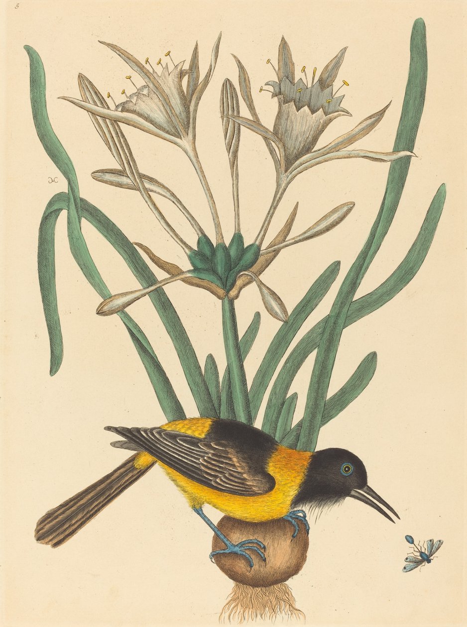 De gele en zwarte Pye (Oriolus Icterus) door Mark Catesby