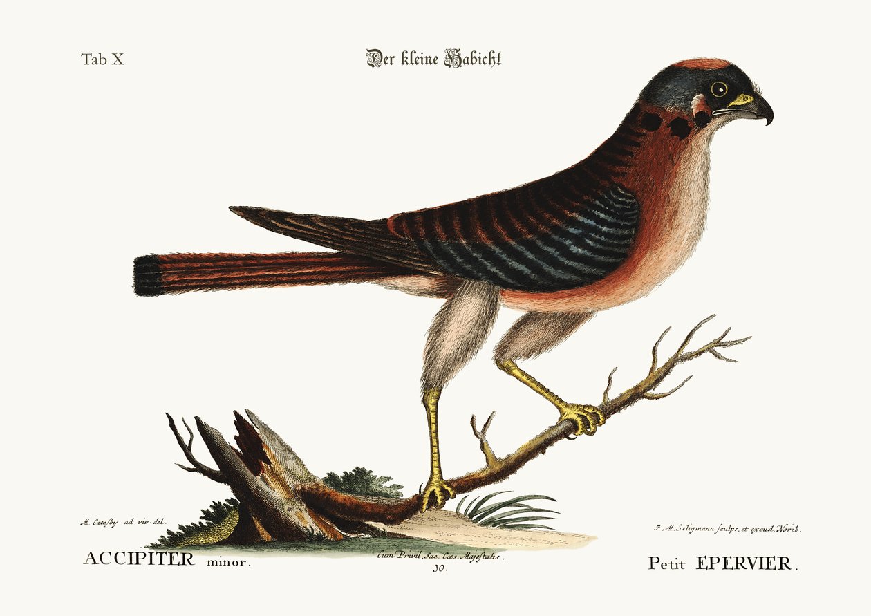 De kleine havik door Mark Catesby