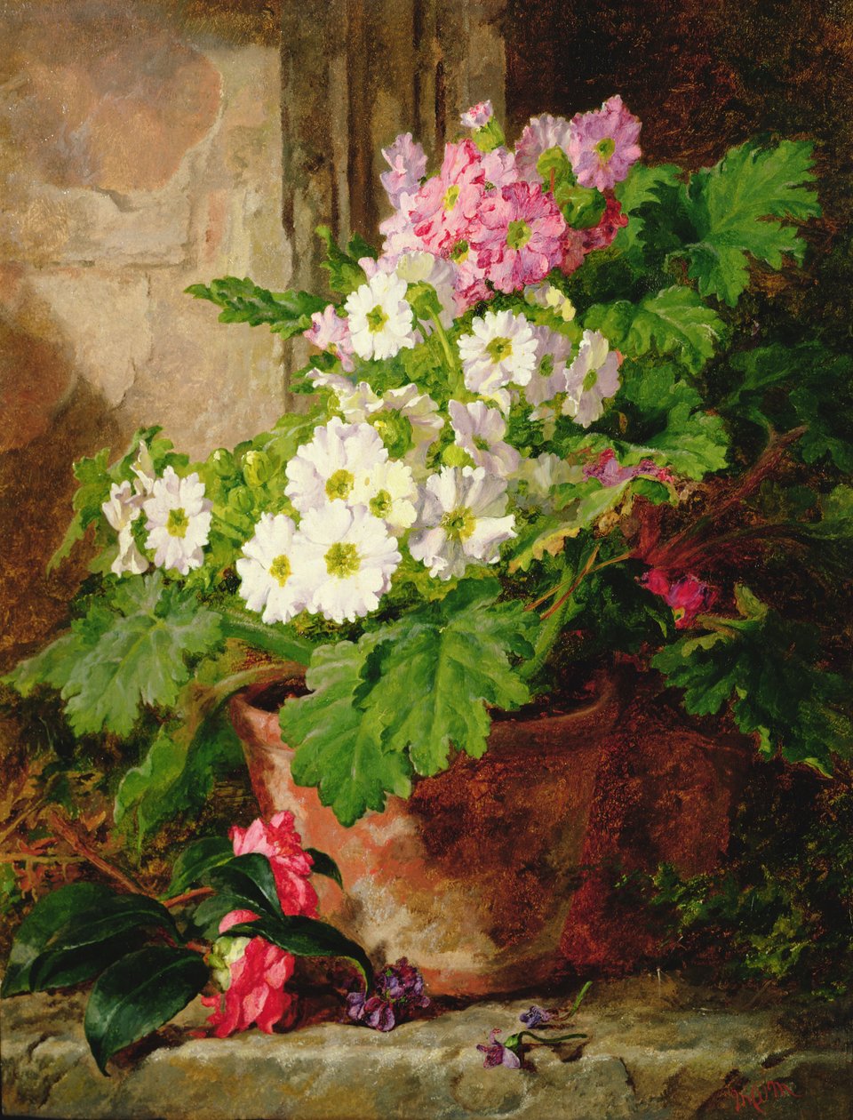 Stilleven van primula