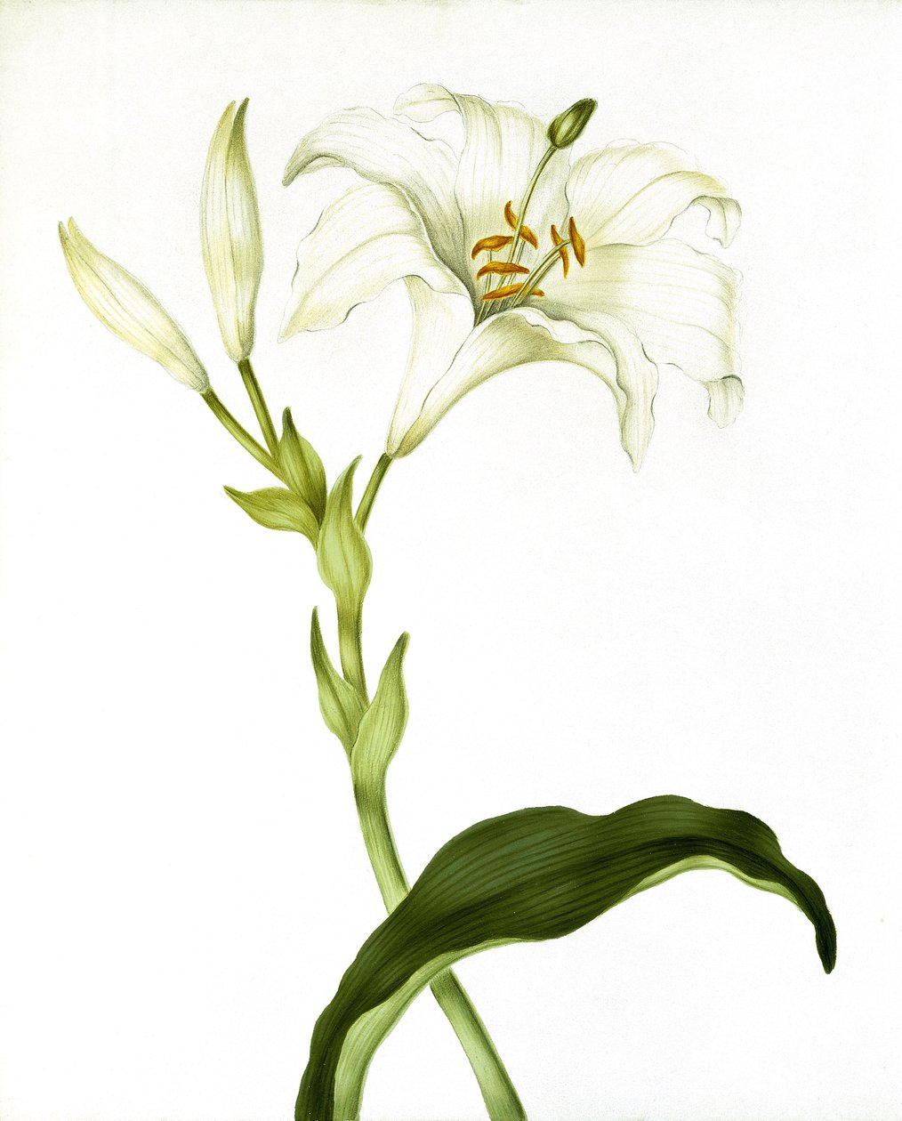 Lelie, ca. 1790 door Martha Tuthill