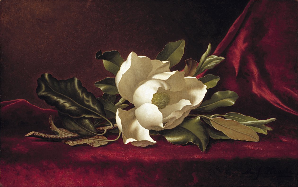 De Magnolia Bloesem, 1888 door Martin Johnson Heade