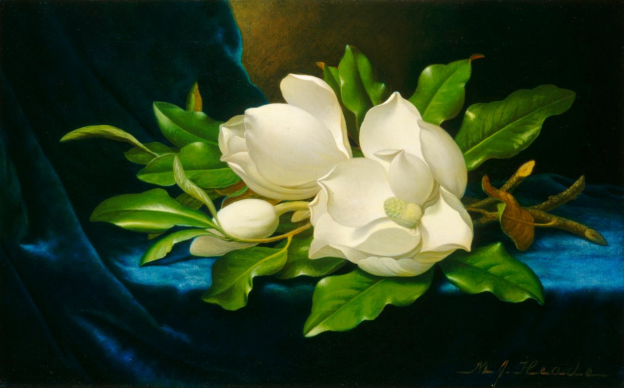 Magnolia
