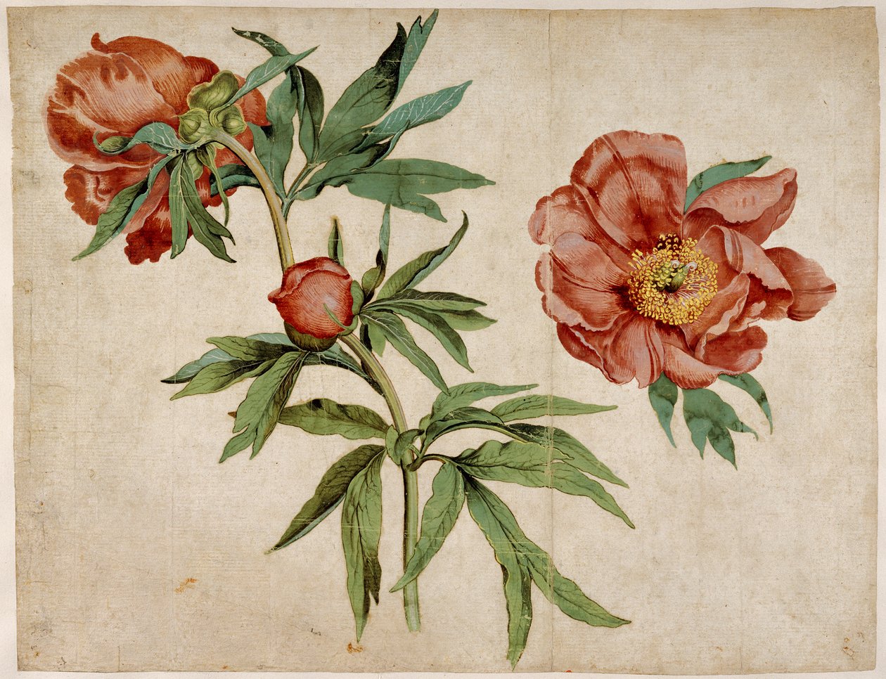 Studie van pioenen door Martin Schongauer