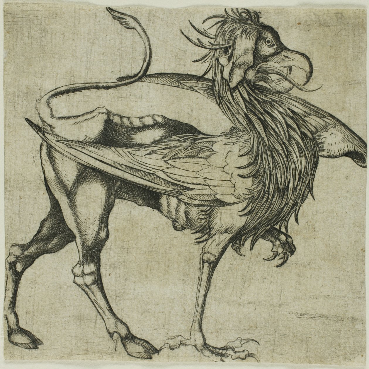 De Griffioen door Martin Schongauer