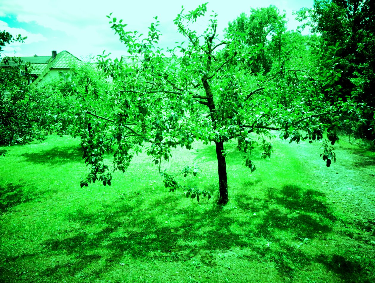 Appelbomen door Martina Konitzky
