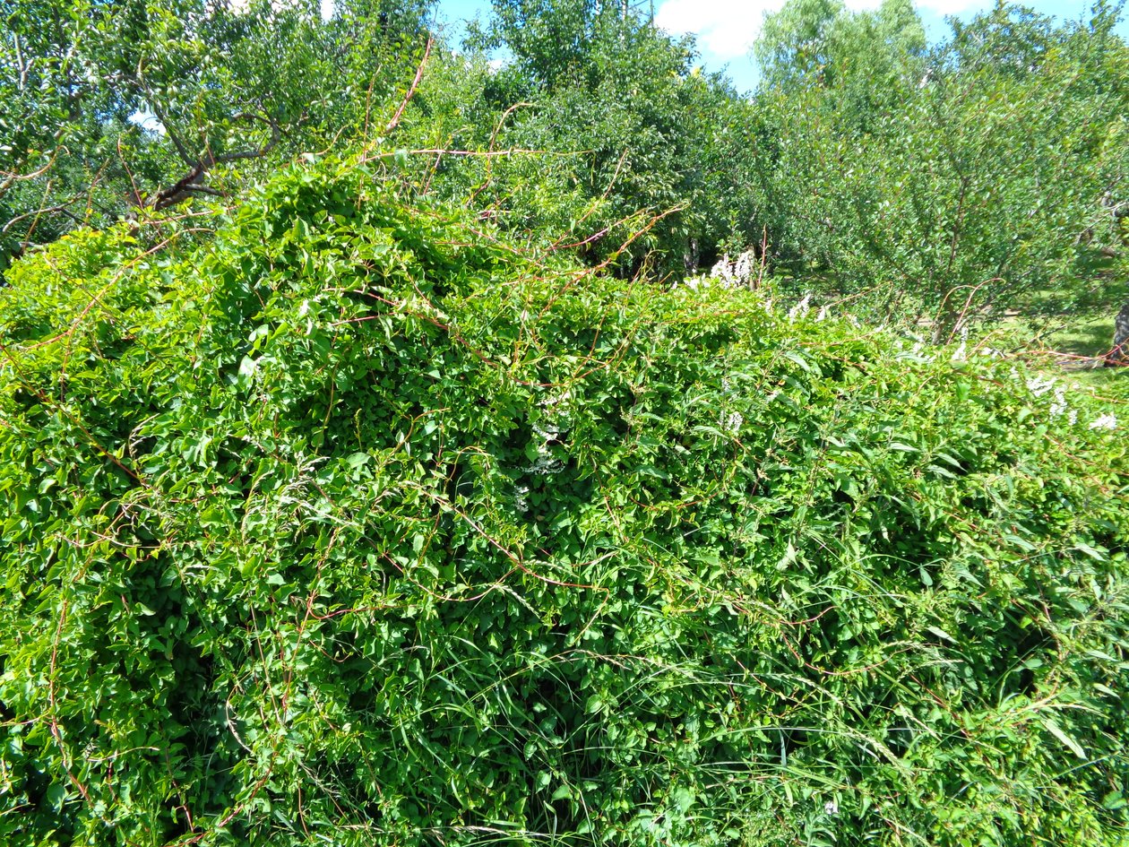 Appelboomgaard door Martina Konitzky