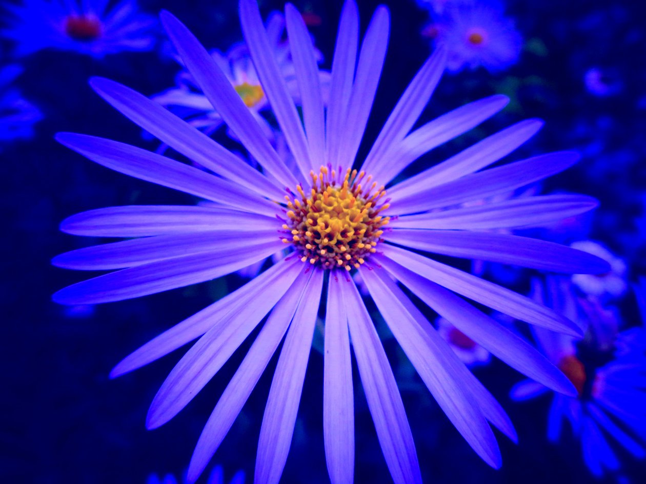 Bloem door Martina Konitzky