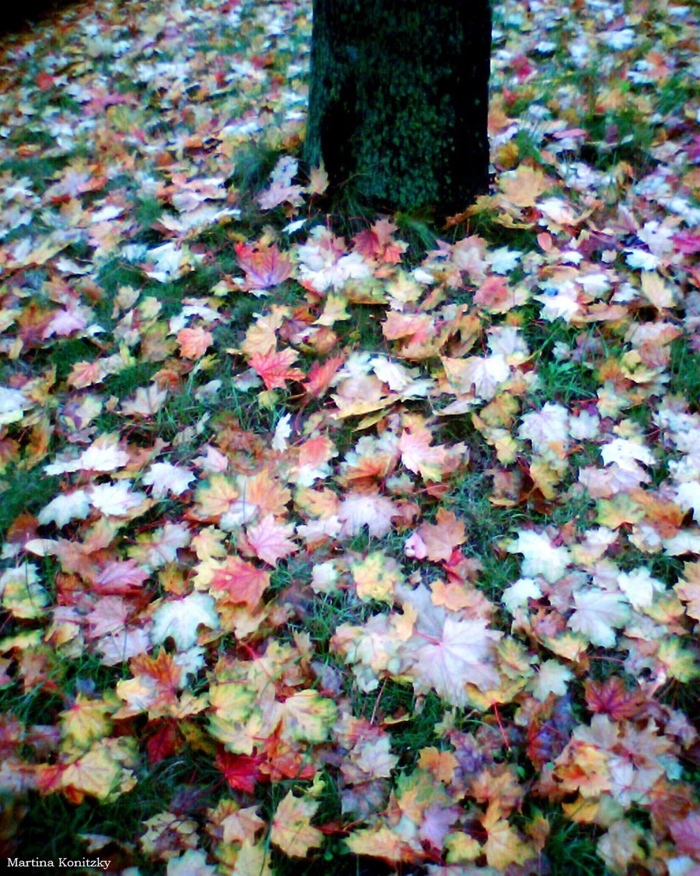 Herfst door Martina Konitzky