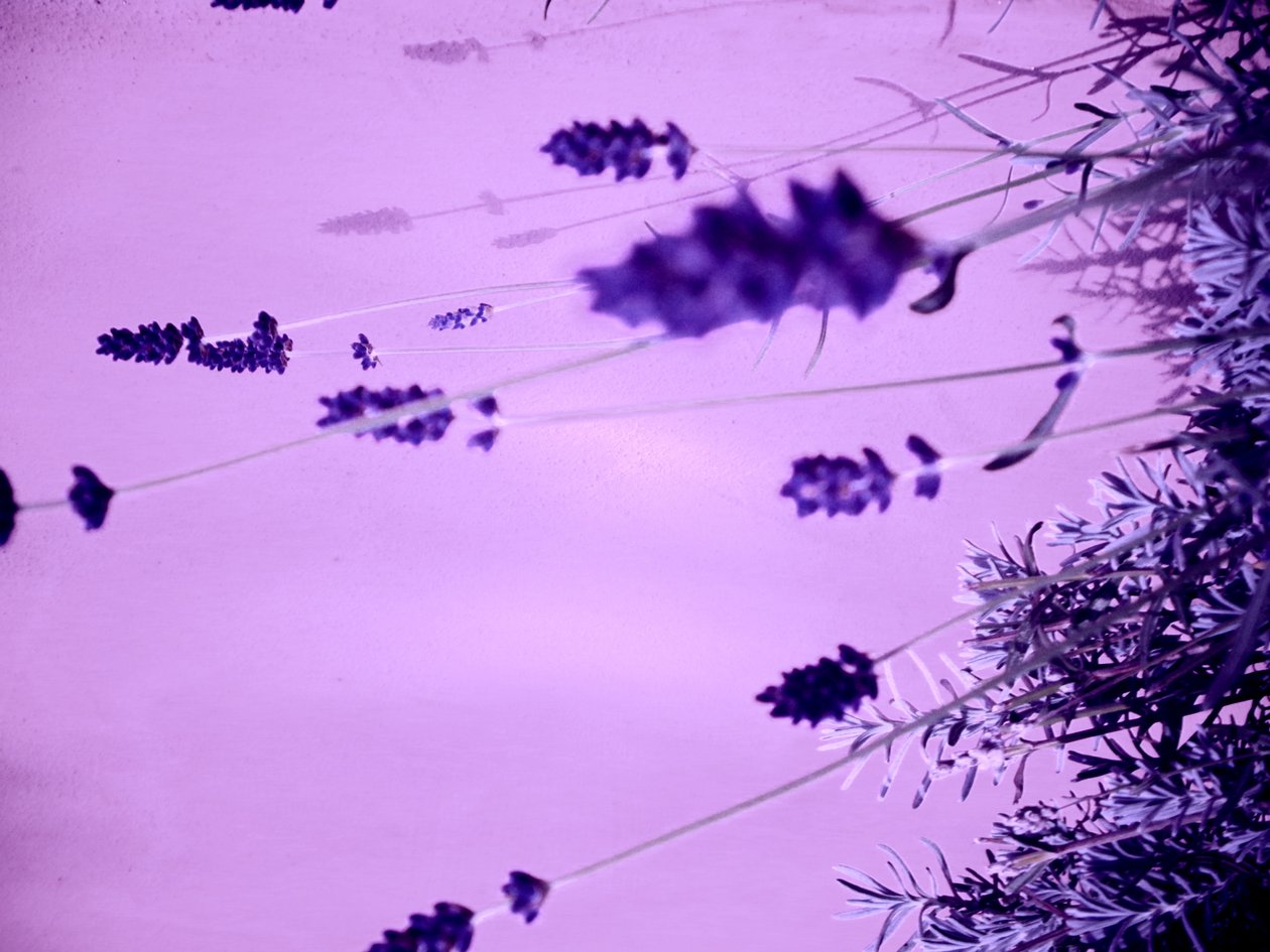 Lavendel door Martina Konitzky