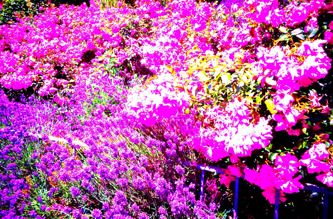 Voortuin met rozen en lavendel door Martina Konitzky