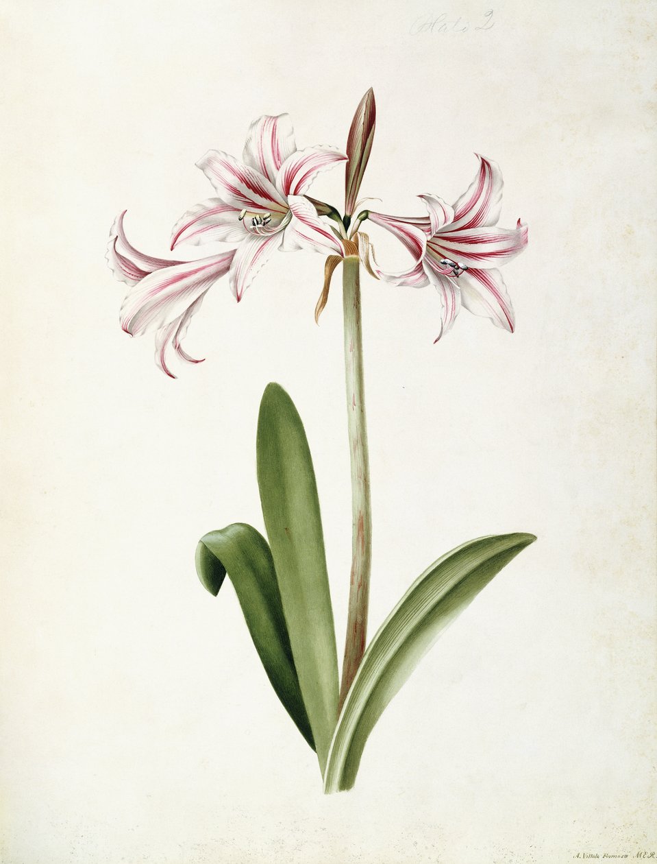 (Amaryllis) Vittata Formosa door Mary Elizabeth Rosenberg