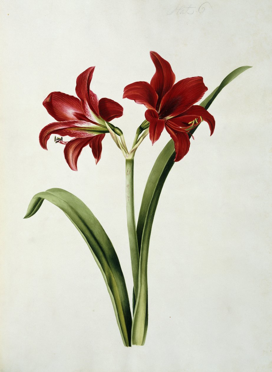 Rode Amaryllis door Mary Elizabeth Rosenberg