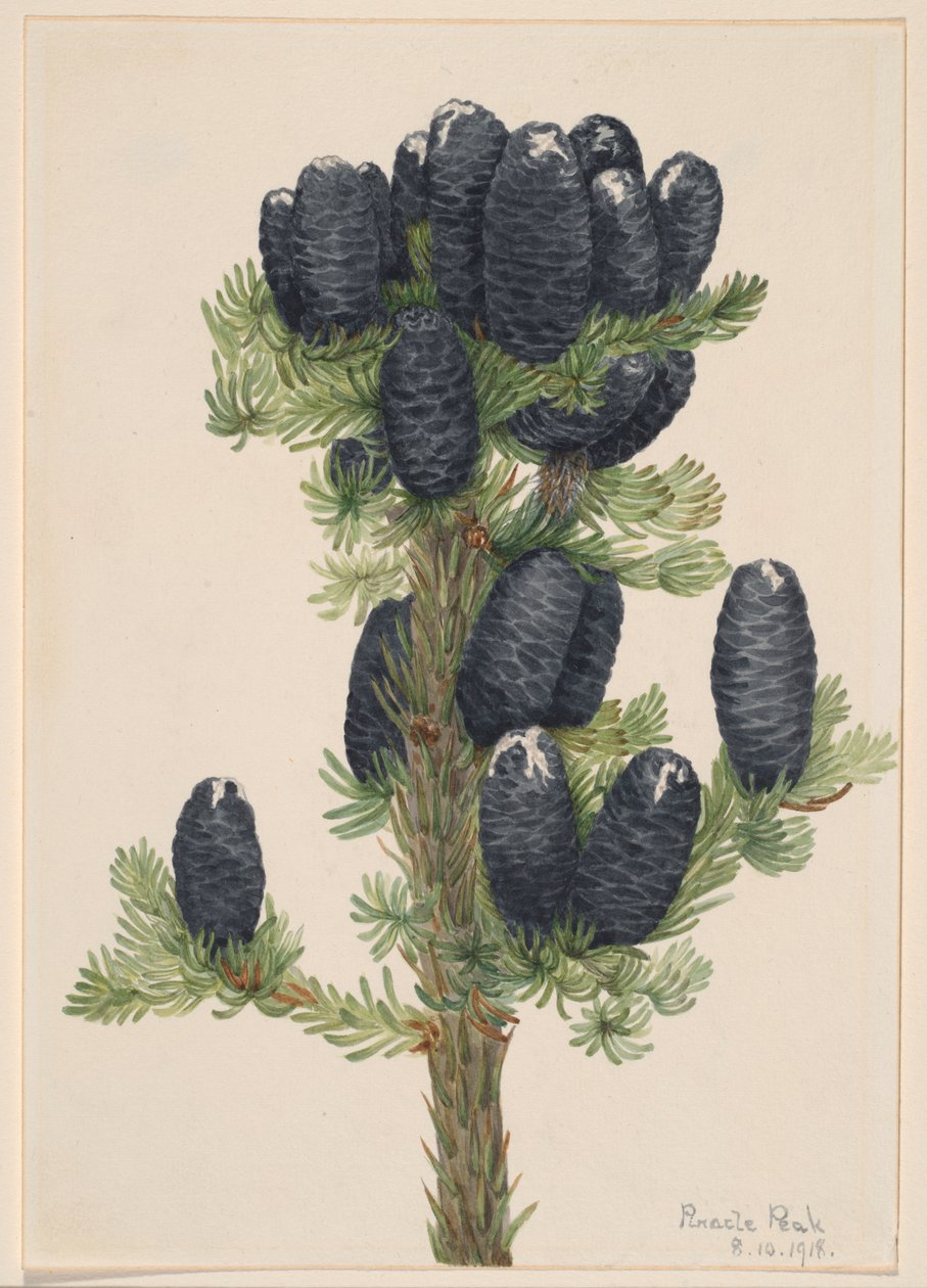 Alpenden (Abies lasiocarpa) door Mary Vaux Walcott