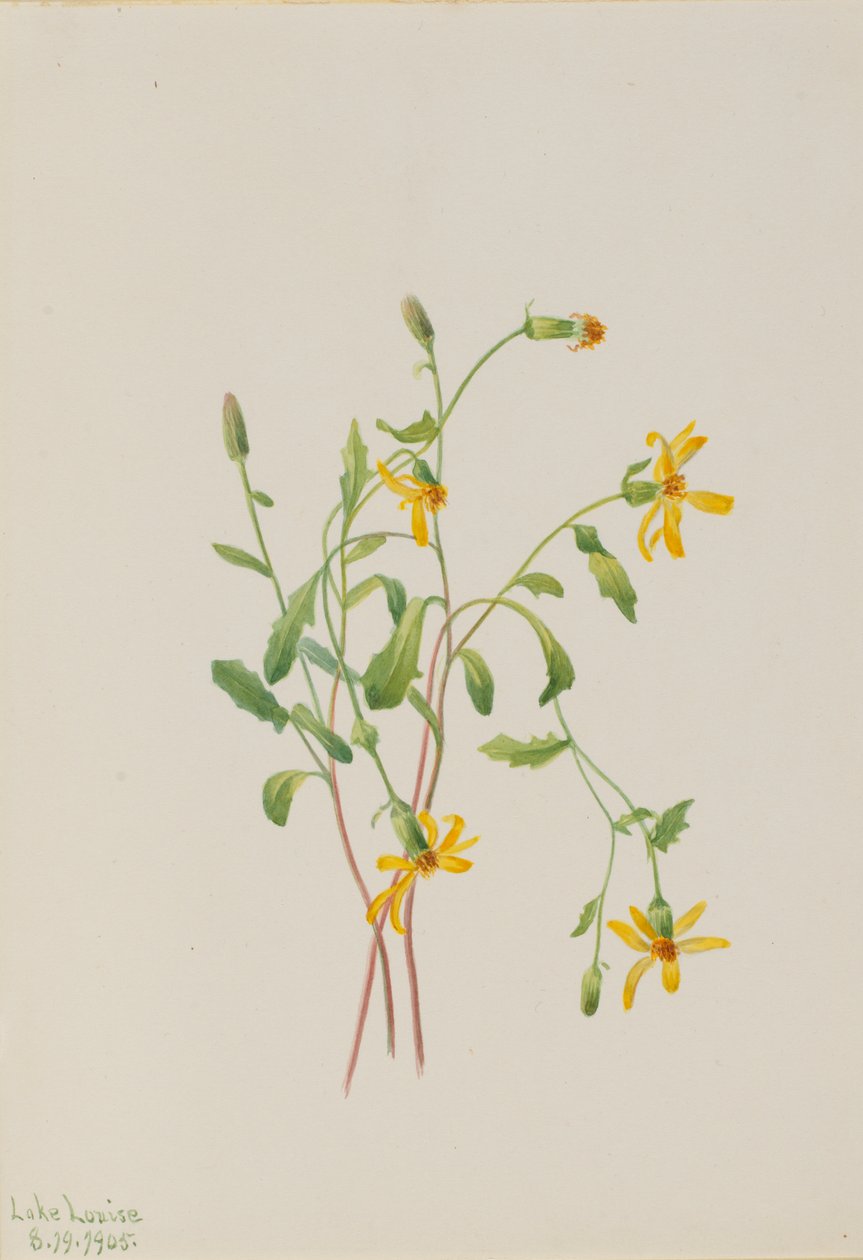 Grote weegbree (Senecio soorten) door Mary Vaux Walcott